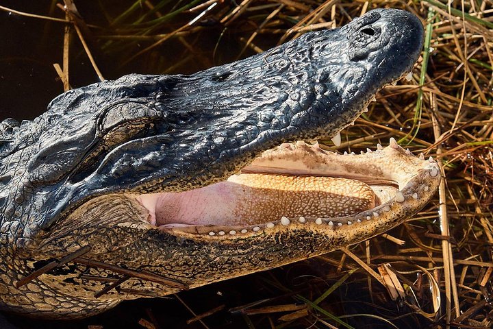 Halbtägige Everglades-Nationalparktour und 1 -stündige Fahrt mit dem Luftboot