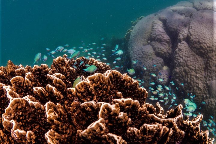 6 horas de buceo de arrecife de Ningaloo y aventura de vida silvestre