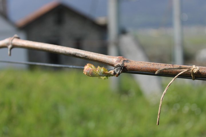 Savourez les vins Ossola et les friandises locales dans un vignoble pittoresque