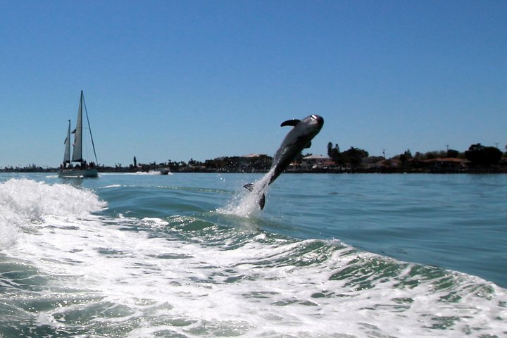 Crucero de aventuras por el Dolphin Racer en St. Pete
