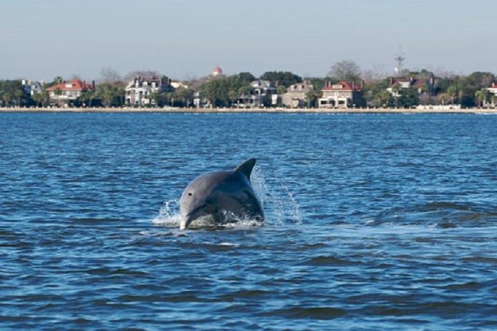 Crociera pomeridiana con i delfini in goletta nel porto di Charleston