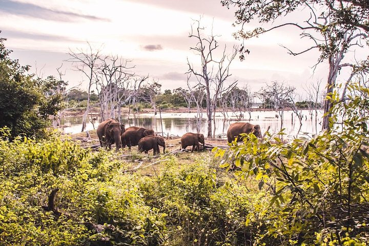 Yala Safari Day Trip from Bentota/ Kalutara/ Ahungalla/ Hikkaduwa