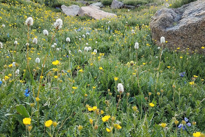 Rocky Mountain National Park i sommertur fra Denver