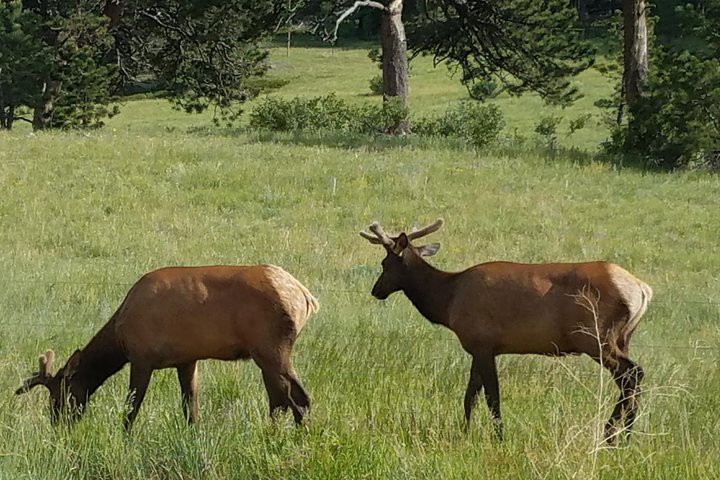Rocky Mountain National Park i sommertur fra Denver