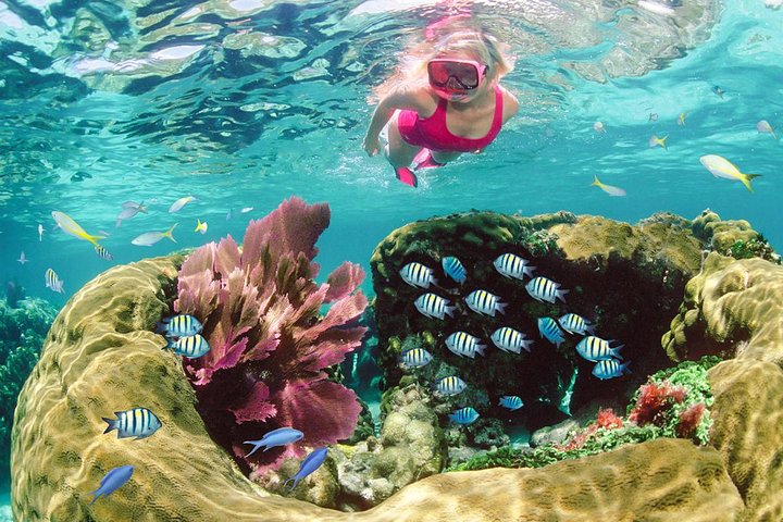 Snorkeltur i Key Largo med maske, finner og vest inkludert