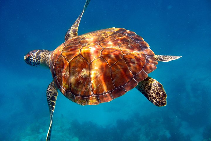 Snorkeltur i Key Largo med maske, finner og vest inkludert