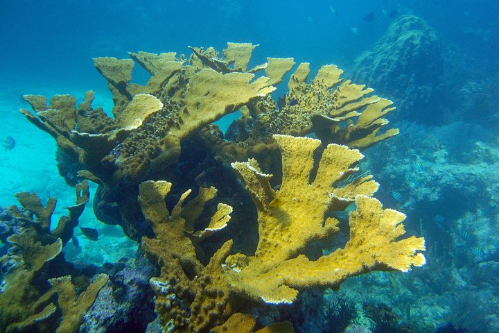 Snorkeltur i Key Largo med maske, finner og vest inkludert