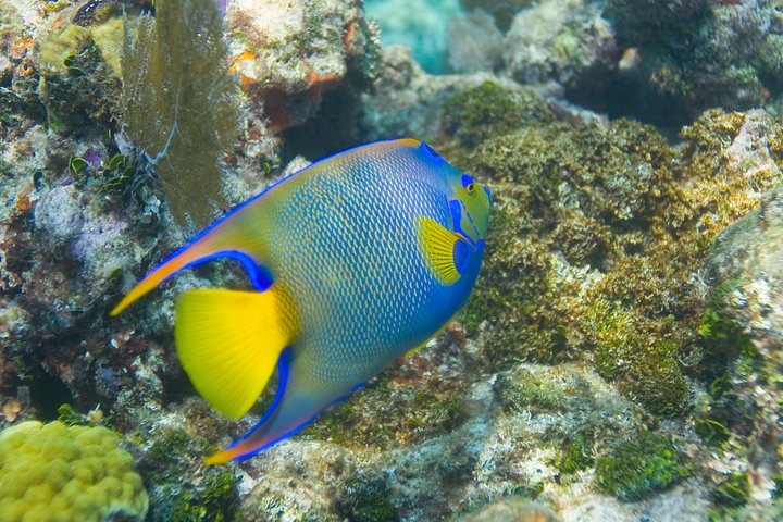 Snorkeltur i Key Largo med maske, finner og vest inkludert