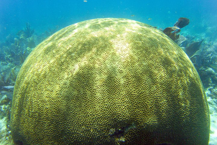 Snorkeltur i Key Largo med maske, finner og vest inkludert