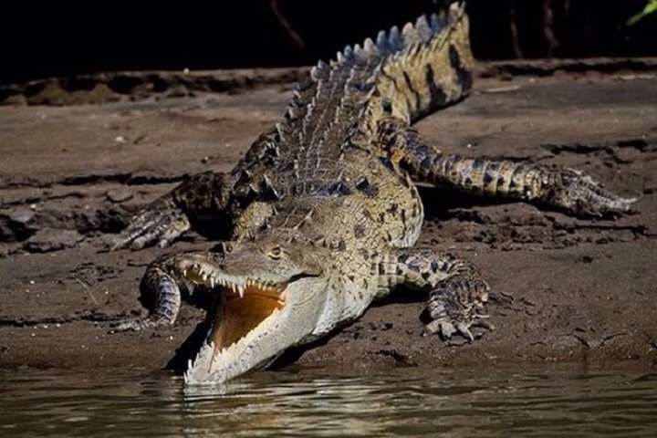 Safari en bateau à Palo Verde