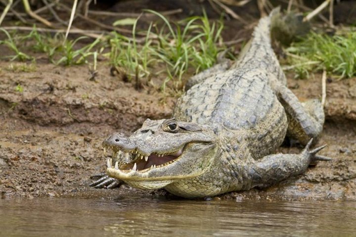 Safari en bateau à Palo Verde