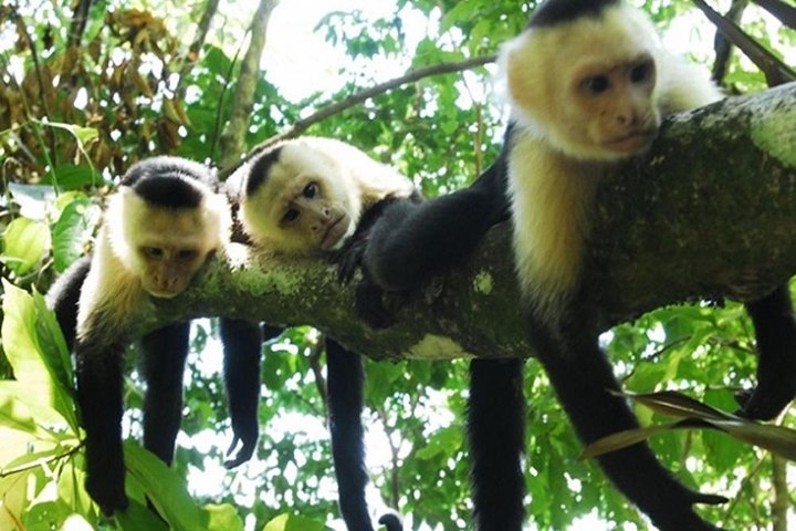 Safari en bateau à Palo Verde