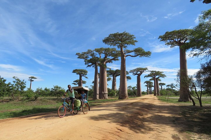 Excursion d'une journée à Morondava avec visite au Kirindy Park et à la Baobab Avenue