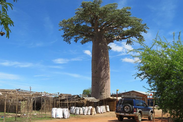 Excursion d'une journée à Morondava avec visite au Kirindy Park et à la Baobab Avenue