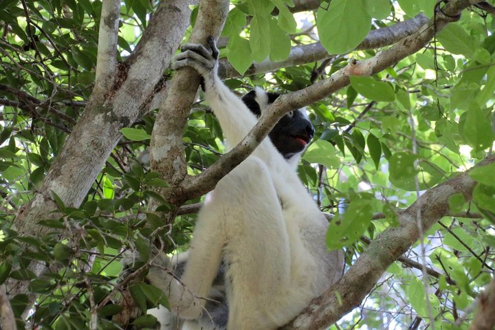 Excursion d'une journée à Morondava avec visite au Kirindy Park et à la Baobab Avenue