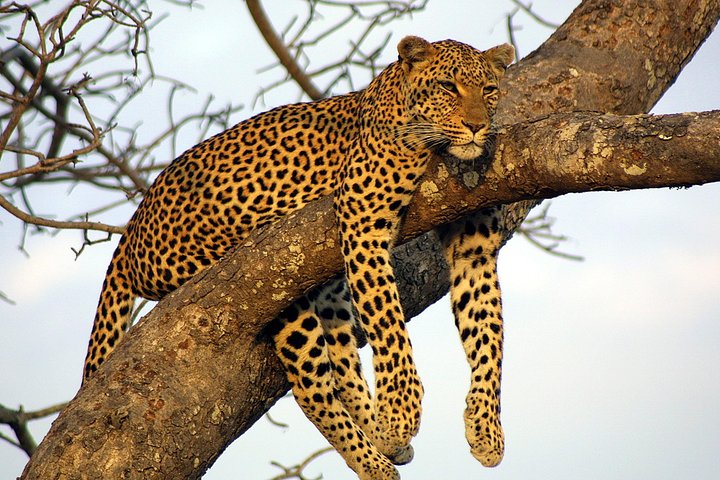 Private Day Trip to Yala National Park