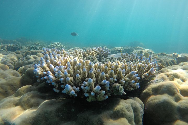 Snorkel & Whitehaven Beach Eco Cruise, Lunch | Från Airlie Beach