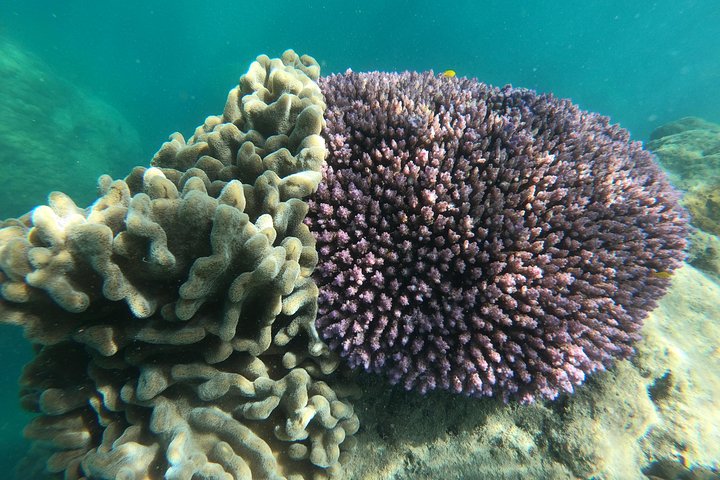 Snorkel & Whitehaven Beach Eco Cruise, Lunch | Från Airlie Beach