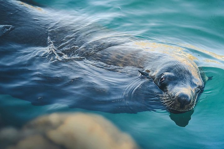 Expérience de fin de Terre – Arche, plages et vie marine