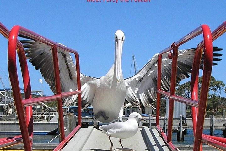 Kalgan Queen Scenic Cruises a four hour sheltered water wildlife tour daily fun.