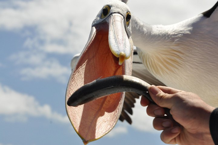 Kalgan Queen Scenic Cruises a four hour sheltered water wildlife tour daily fun.