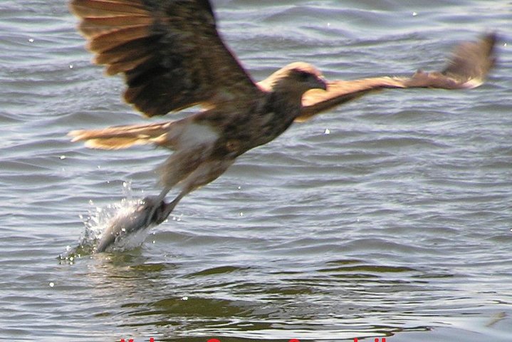 Kalgan Queen Scenic Cruises a four hour sheltered water wildlife tour daily fun.