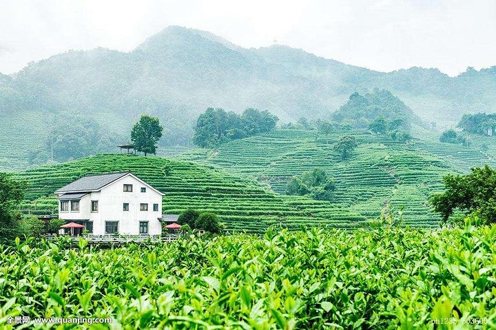 Tour autentico dell'esperienza della cultura del tè di Hangzhou Longjing