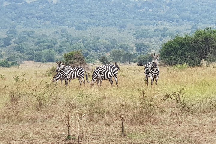 One-day Akagera National Park Game Drive with a Choice 4x4