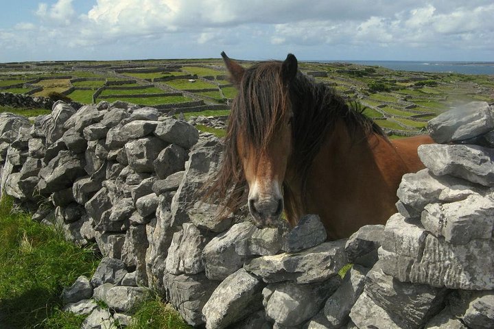 Ring of Kerry Day Tour fra Limerick: Inklusive Killarney National Park