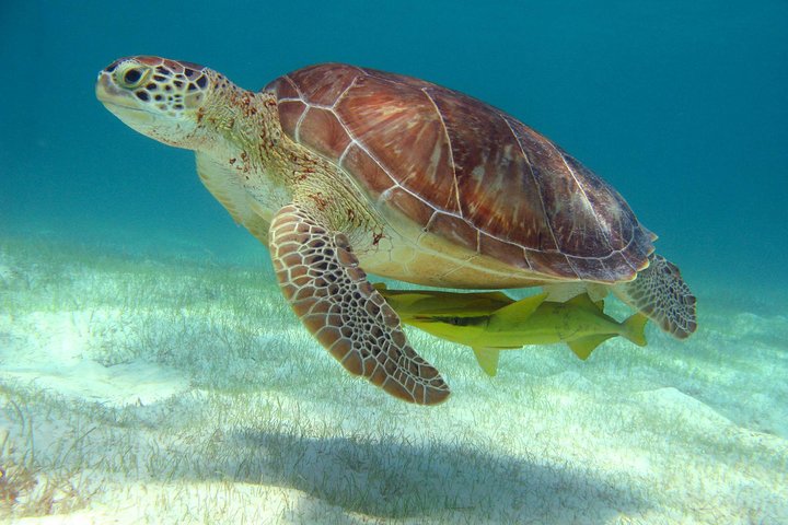 Halbtägige Meeresschildkröten- und Cenote-Schnorcheltour ab Cancun und Riviera Maya