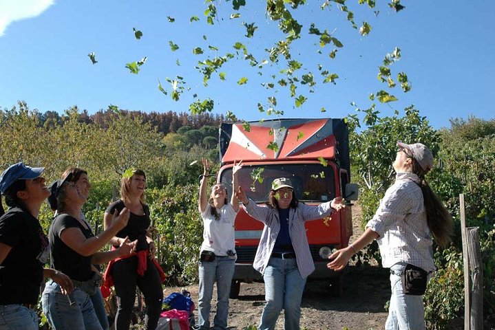Privérondleiding van 6 uur langs drie Etna-wijnhuizen met eten en wijnproeverij