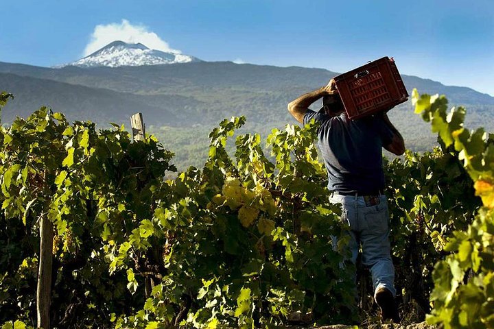 Desde Siracusa : Tour Privado Monte Etna con Almuerzo en Bodega Etna
