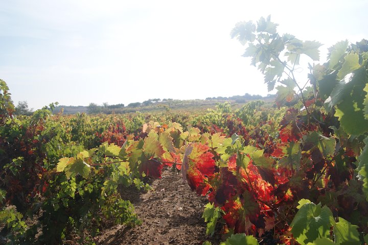 La Rioja Weine und Laguardia Tour ab San Sebastian