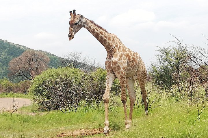 Natuurreservaat Pilanesberg & Safari Park Lion Private