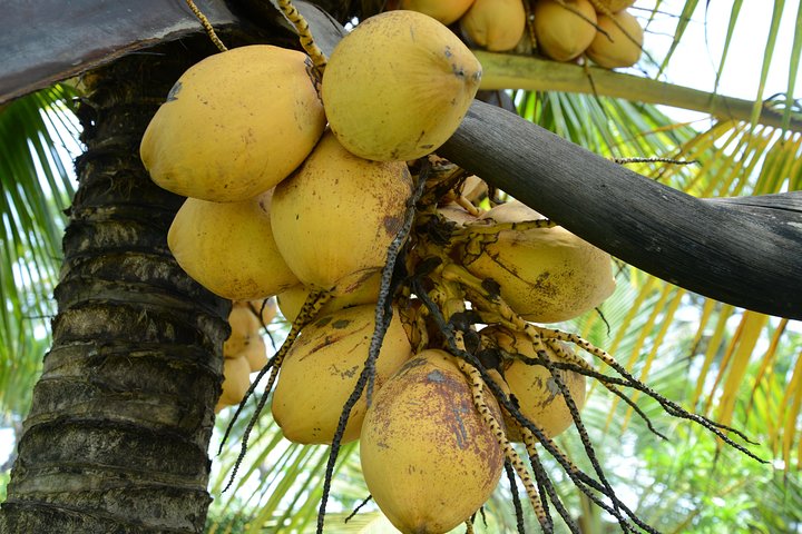 Experiencia de Village Life en los distritos de Kannur y Kasaragod en Kerala