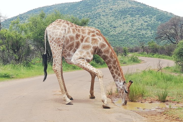 Natuurreservaat Pilanesberg & Safari Park Lion Private
