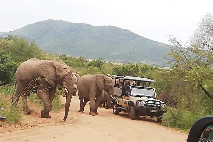 Natuurreservaat Pilanesberg & Safari Park Lion Private