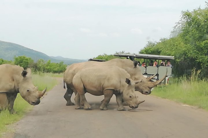 Natuurreservaat Pilanesberg & Safari Park Lion Private