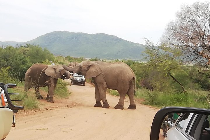 Natuurreservaat Pilanesberg & Safari Park Lion Private
