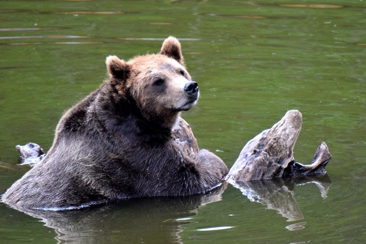 Simplemente increíble Tour de Sitka: Fortaleza del oso, Alaska Raptor y tótems