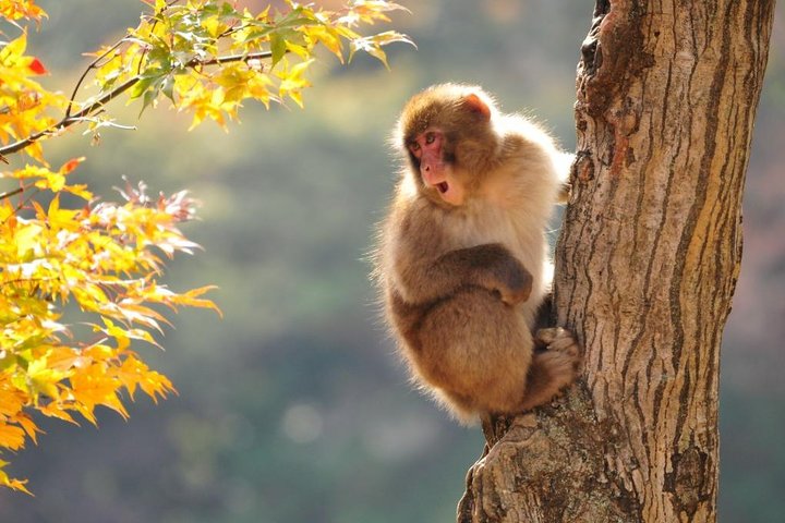 1 - Dag Snow Monkeys, Zenko-ji Temple & Sake i Nagano
