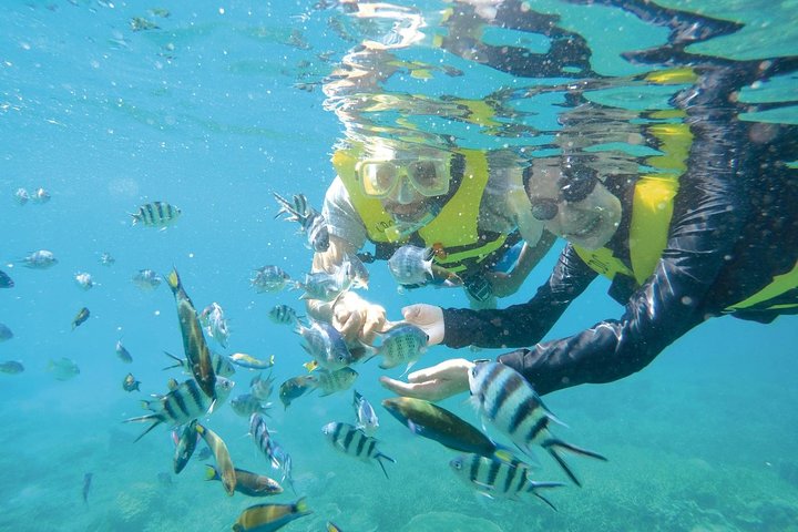 Excursion d'une journée de plongée en apnée sur l'île Perhentian depuis la jetée de Kuala Besut