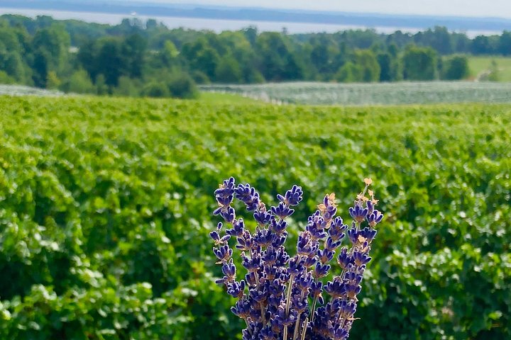 Chauffeur désigné TC - Nous conduisons votre voiture - Visite privée des vins TC