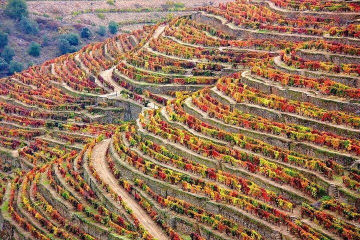 Douro Valley Tour : wijnproeverij, cruise en lunch vanuit Porto