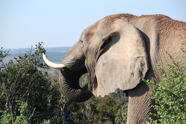 Addo Elephant Park All-Inclusive Day Safari fra Port Elizabeth