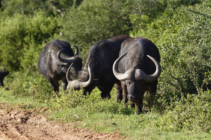 Addo Elephant Park All-Inclusive Day Safari fra Port Elizabeth
