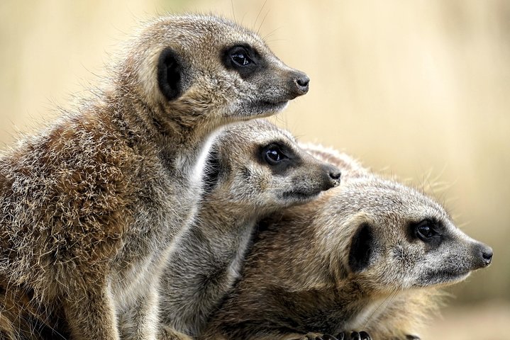 Addo Elephant Park All-Inclusive Day Safari fra Port Elizabeth