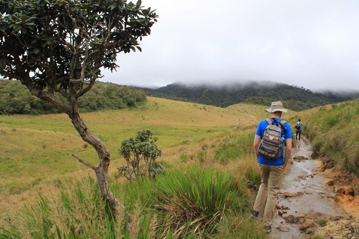 Nuwara Eliya : All Inclusive Horton Plains och teplockning Dagstur