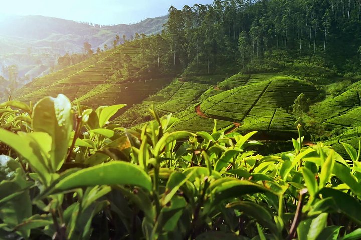 Nuwara Eliya : All Inclusive Horton Plains och teplockning Dagstur
