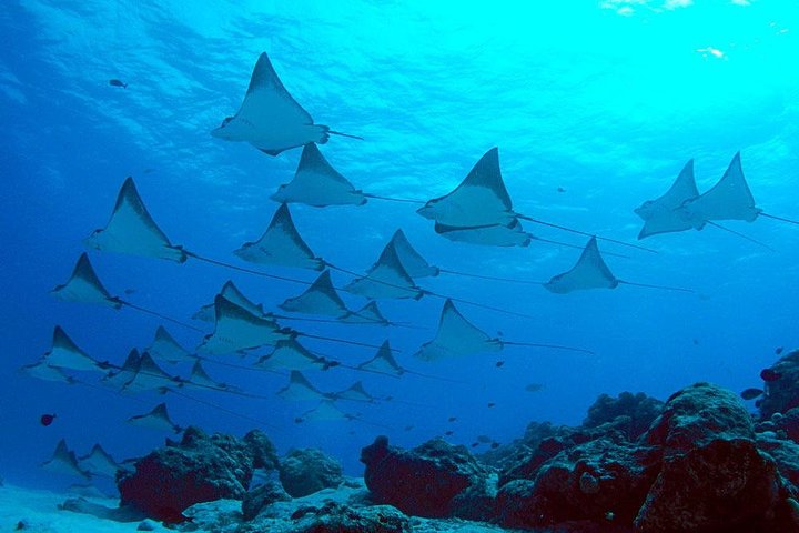 Nusa Penida snorkelavontuur (privé en all-inclusive)
